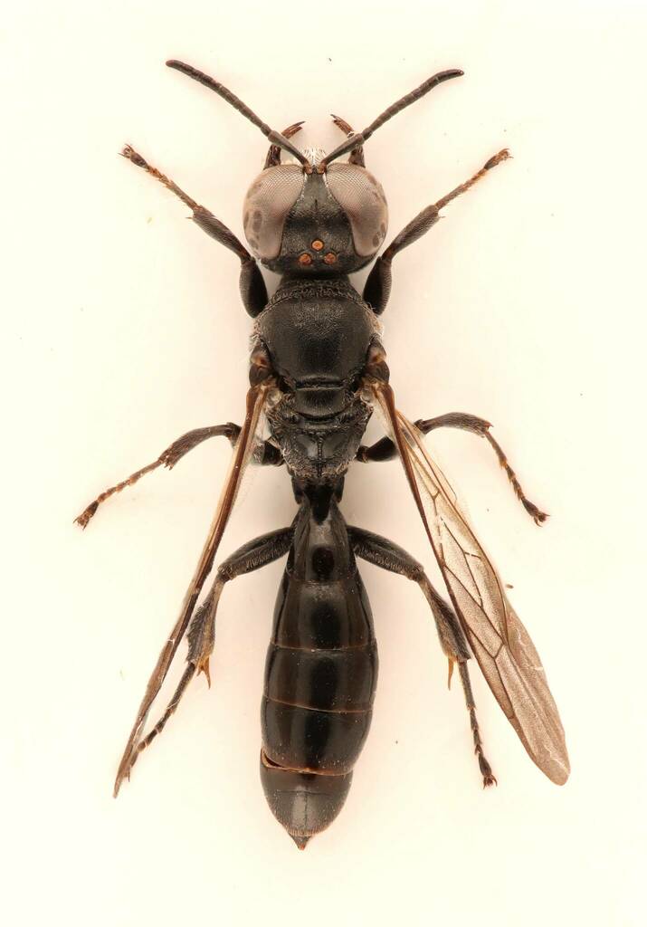 White Mouthed Digger Wasp