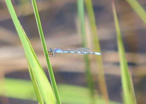 Little Bluet photo 4