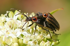 Brachysomida bivittata