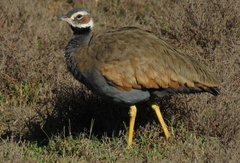 Eupodotis caerulescens