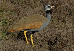 Eupodotis caerulescens