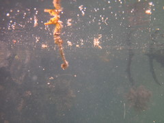 Hippocampus reidi