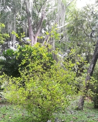 Erythroxylaceae
