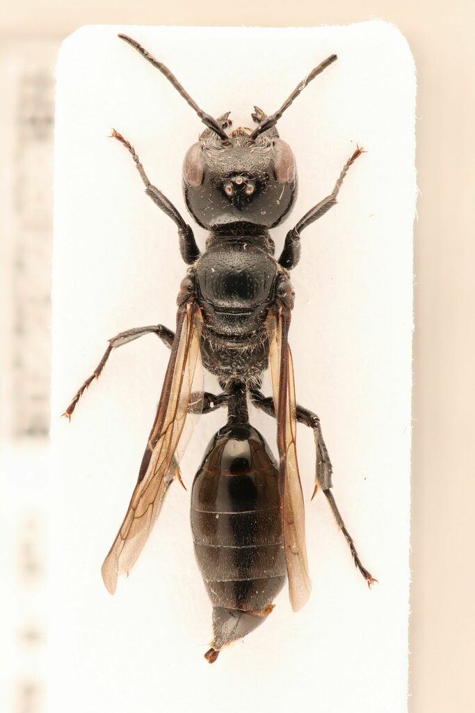 Pemphredon menkei