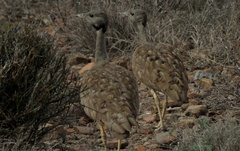 Eupodotis vigorsii vigorsii