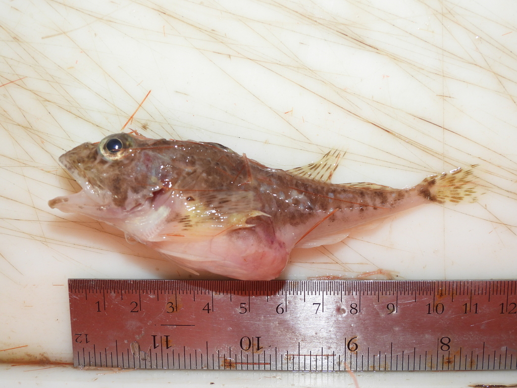 Two-horn Sculpin