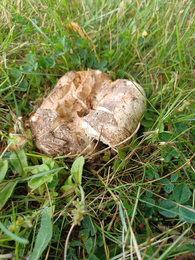 Russula sp. 'brevipes-NY01'