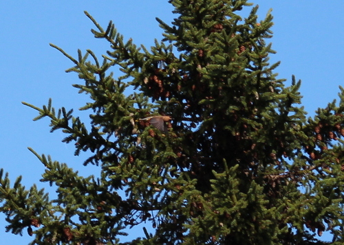Cedar Waxwing photographed in New Hampshire