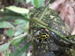 Ranitomeya variabilis