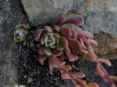 Sedum albomarginatum