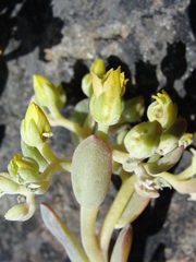 Sedum albomarginatum