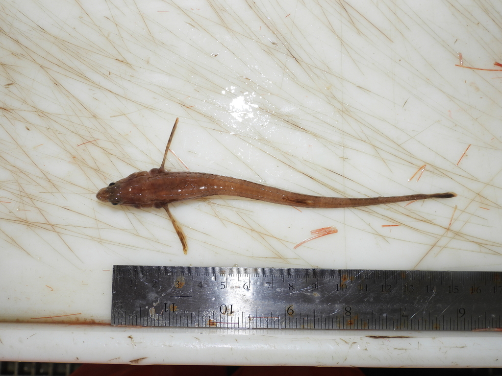 alligatorfish