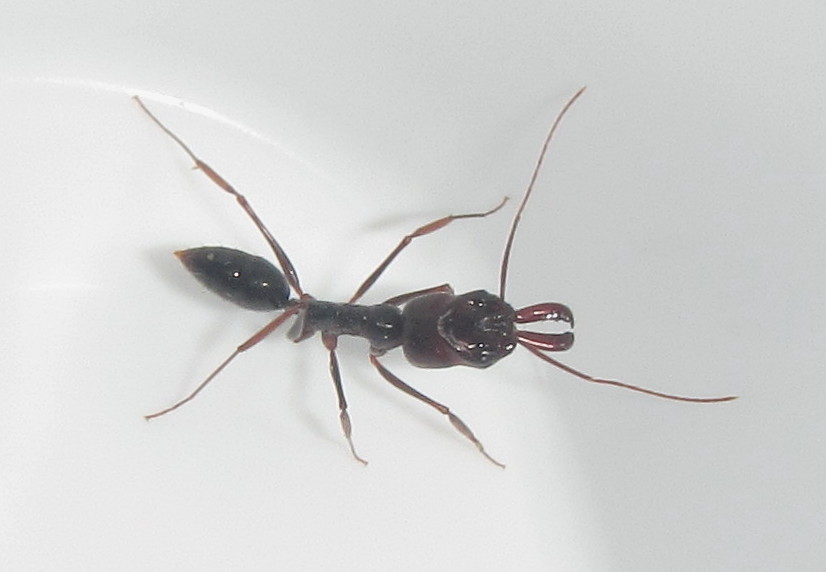 Southern Trap-jaw ant