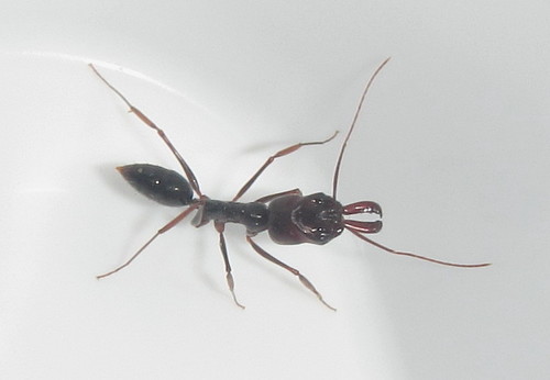 Southern Trap-jaw ant
