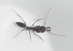 Odontomachus assiniensis