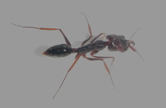 Odontomachus assiniensis