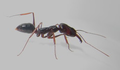Odontomachus assiniensis