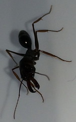 Odontomachus assiniensis