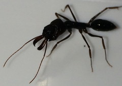 Odontomachus assiniensis