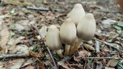 Coprinopsis acuminata