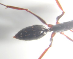Odontomachus assiniensis