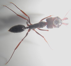 Odontomachus assiniensis
