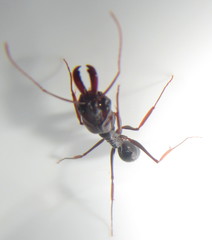 Odontomachus assiniensis