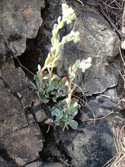 Sedum albomarginatum
