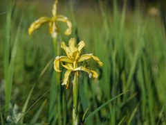 Iris halophila