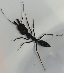 Odontomachus assiniensis