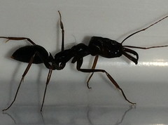 Odontomachus assiniensis
