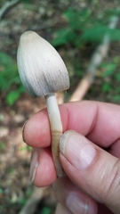 Coprinopsis acuminata