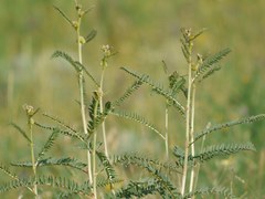 Astragalus ponticus