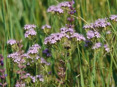 Dianthus pseudarmeria