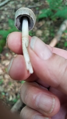 Coprinopsis acuminata