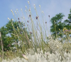 Eremogone cephalotes