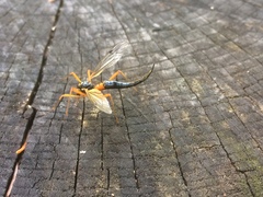 Tanyptera atrata