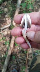 Coprinopsis acuminata