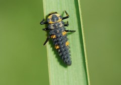 Coccinella septempunctata