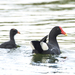 South American Common Gallinule - Photo (c) eduardovieira17, some rights reserved (CC BY-NC), uploaded by eduardovieira17