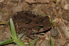 Aucion's Stream Toad photo 5