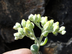 Sedum albomarginatum
