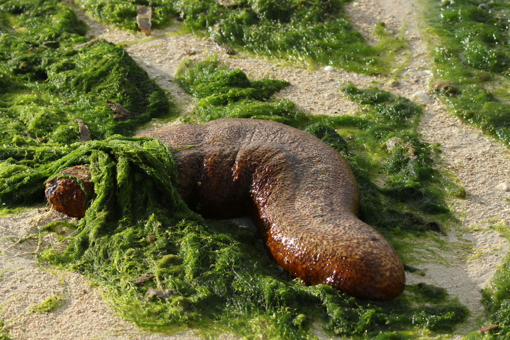 Brown Sandfish