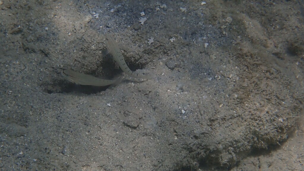 False Sleeper-goby