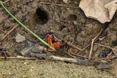 Neosarmatium meinerti