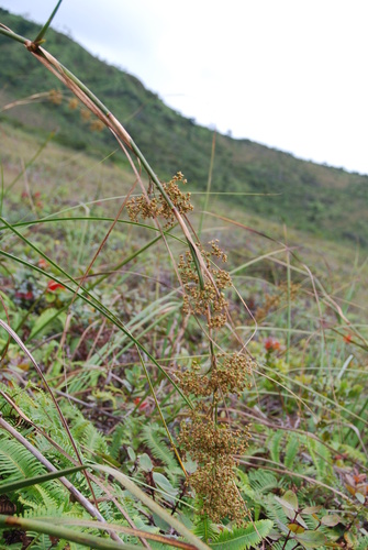 Cladium mariscus observed 2010-09-10