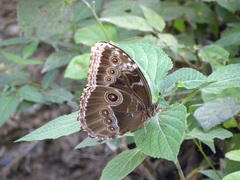 Morpho helenor montezuma