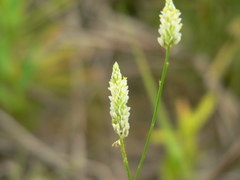 Polygala setacea