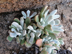 Sedum albomarginatum