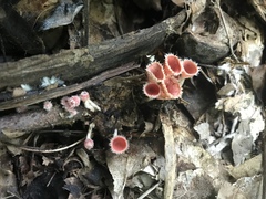 Microstoma floccosum